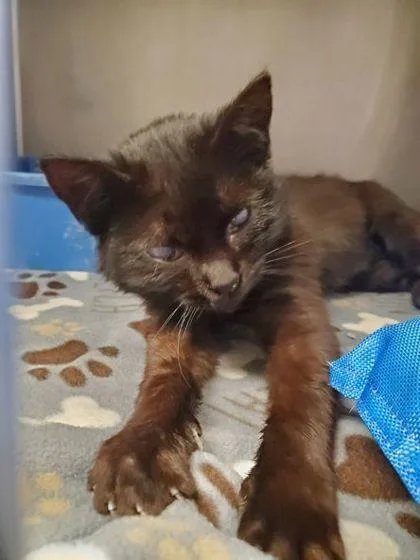 A baby small-sized female Domestic Short Hair cat named Wembley for adoption in Shawano, WI