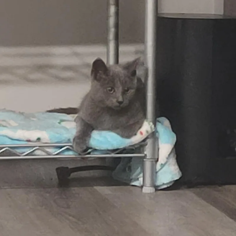 A baby small-sized male Gray / Blue / Silver Domestic Short Hair cat named Smoke for adoption in Columbia, MO
