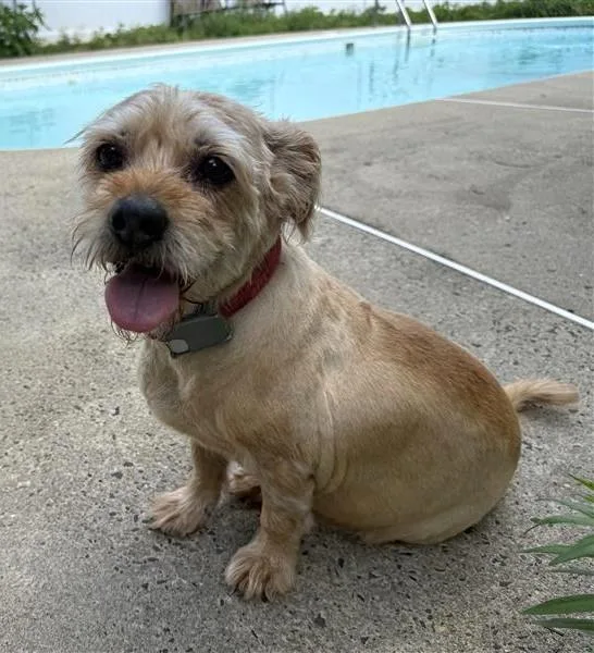 A senior small-sized male Yellow / Tan / Blond / Fawn Cairn Terrier dog named Abu for adoption in East Brunswick, NJ