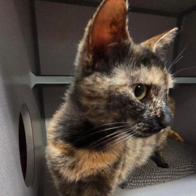 An adult medium-sized female Tortoiseshell Domestic Short Hair cat named Althea for adoption in Port Charlotte, FL
