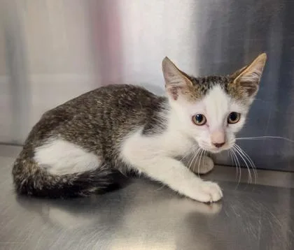 A baby small-sized male Domestic Short Hair cat named Halo for adoption in Fresno, CA
