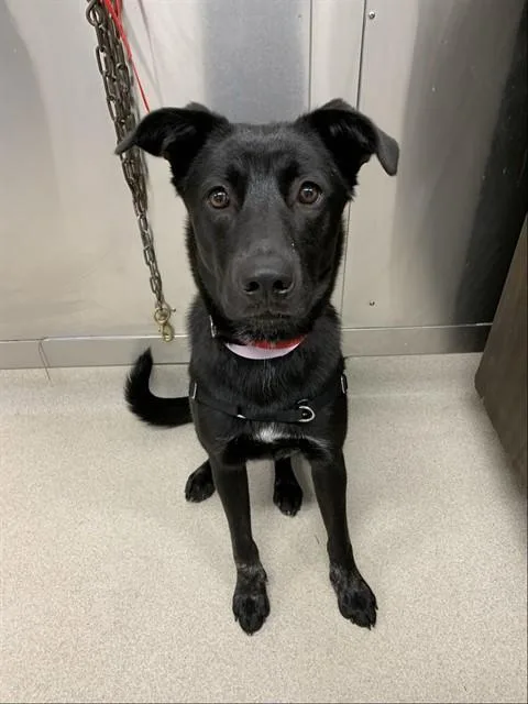 A young medium-sized female German Shepherd Dog dog named Aurora for adoption in Fairbanks, AK