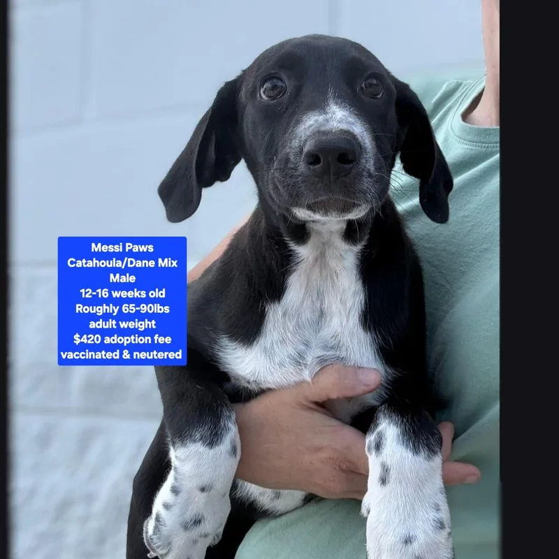 A baby large-sized male Catahoula Leopard Dog dog named Messi Paws for adoption in Oviedo, FL