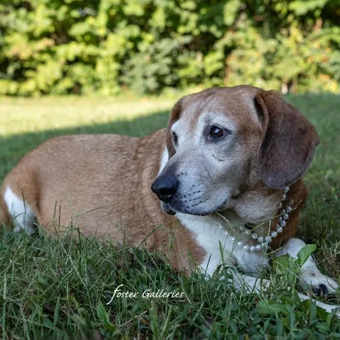 A senior medium-sized female Beagle dog named Molly for adoption in Spring Hill, TN