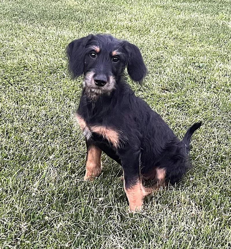A young medium-sized male Black Terrier dog named Rowlf for adoption in Plainfield, IL