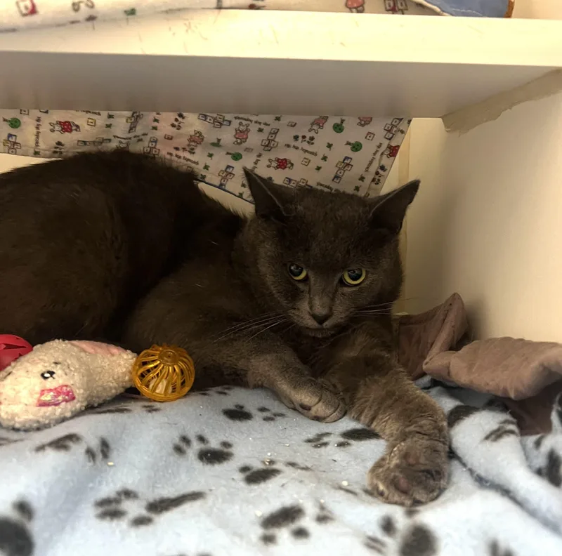 An adult medium-sized male Domestic Short Hair cat named Gravy for adoption in Reisterstown, MD