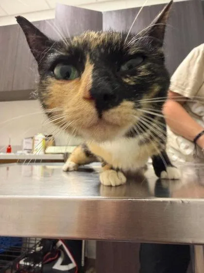 A young medium-sized female Domestic Short Hair cat named Churro for adoption in Annapolis, MD