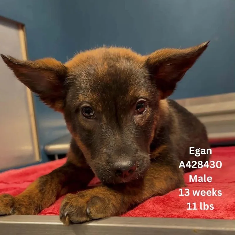 Egan