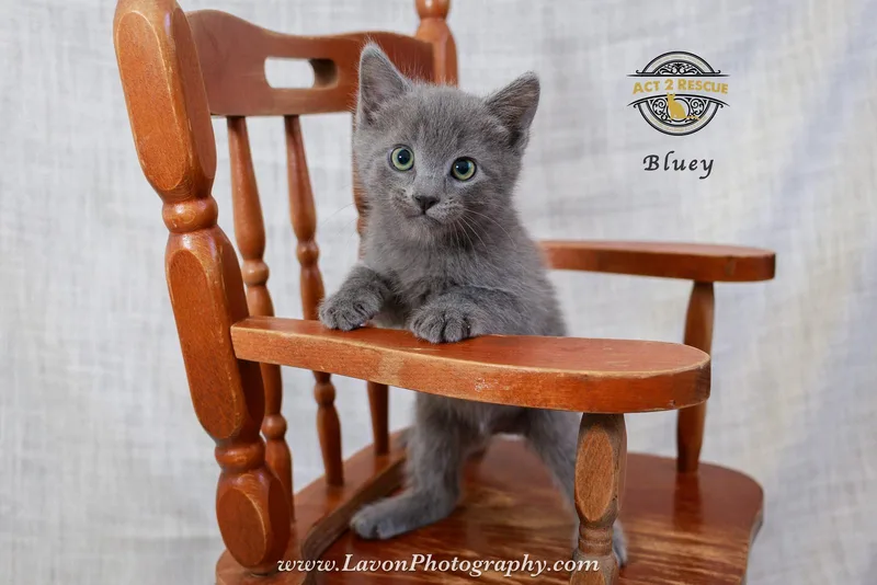 A baby medium-sized male Russian Blue cat named Bluey for adoption in Riverside, CA