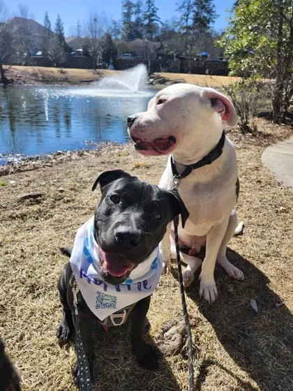 A young medium-sized male Mixed Breed dog named TRex for adoption in Atlanta, GA