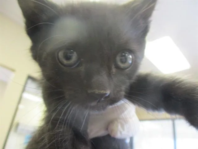 A baby small-sized male Domestic Short Hair cat named Tide for adoption in Ocala, FL