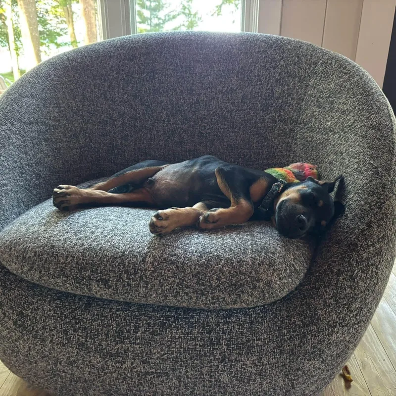 A baby medium-sized male Mixed Breed dog named Ceru for adoption in Alma, MI
