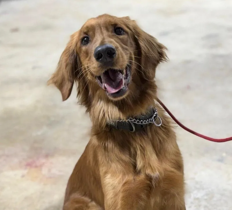 An adult medium-sized male Golden Retriever dog named Huckleberry for adoption in San Antonio, TX