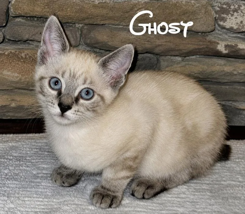 A young medium-sized male Siamese cat named Ghost for adoption in Knoxville, TN