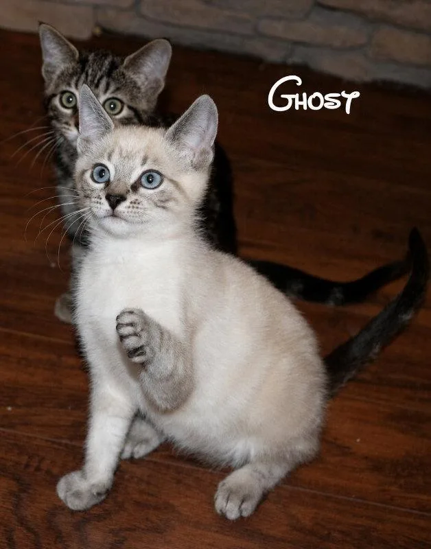 Ghost thumbnail 3