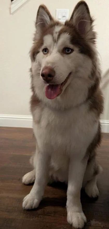 An adult large-sized male Siberian Husky dog named Apollo for adoption in Kansas City, MO