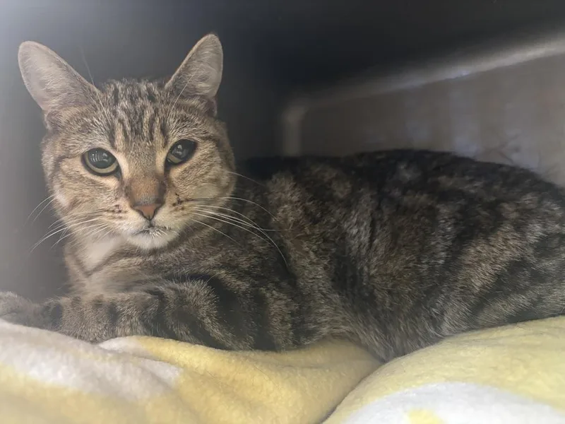 An adult small-sized female Tabby (Brown / Chocolate) Domestic Short Hair cat named Tifa for adoption in Kalamazoo, MI