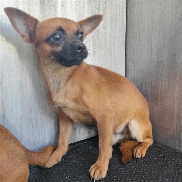 A young small-sized male Chihuahua dog named Murphy for adoption in San Antonio, TX