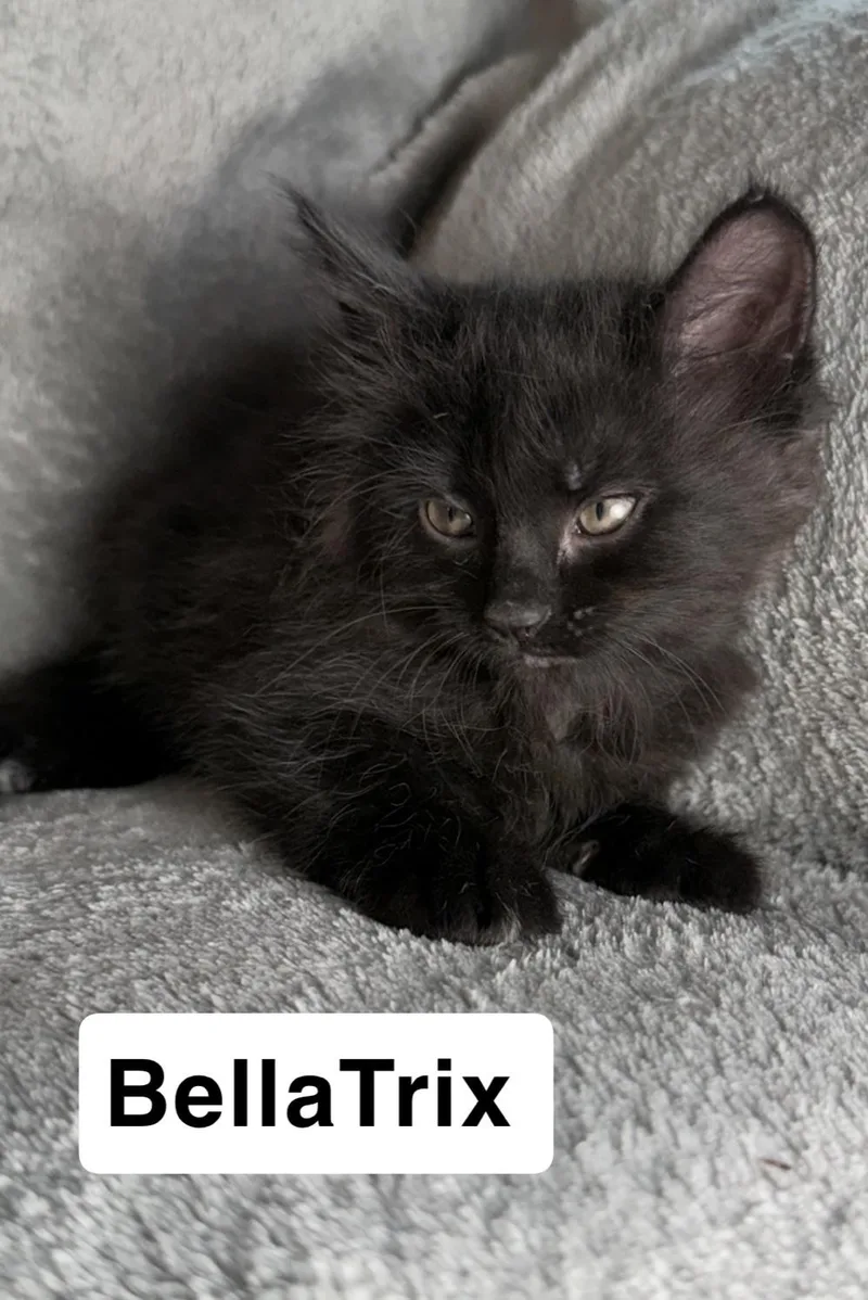 A baby medium-sized female Black Domestic Medium Hair cat named Bellatrix for adoption in Medinah, IL