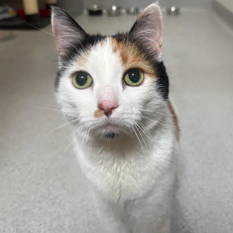 A senior large-sized female Calico Domestic Short Hair cat named Gidget for adoption in Murray, UT