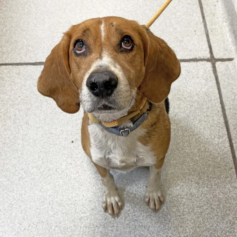 An adult large-sized male Coonhound dog named Willy for adoption in Franklin, TN
