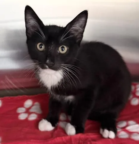A baby small-sized male Domestic Short Hair cat named Cat Sajak for adoption in Los Angeles, CA