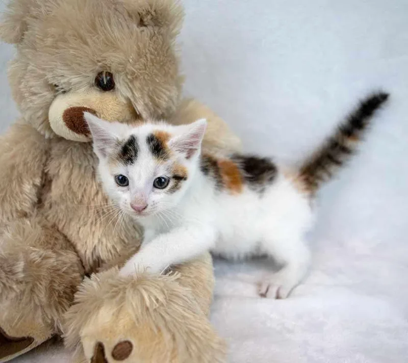 Ginger thumbnail 2