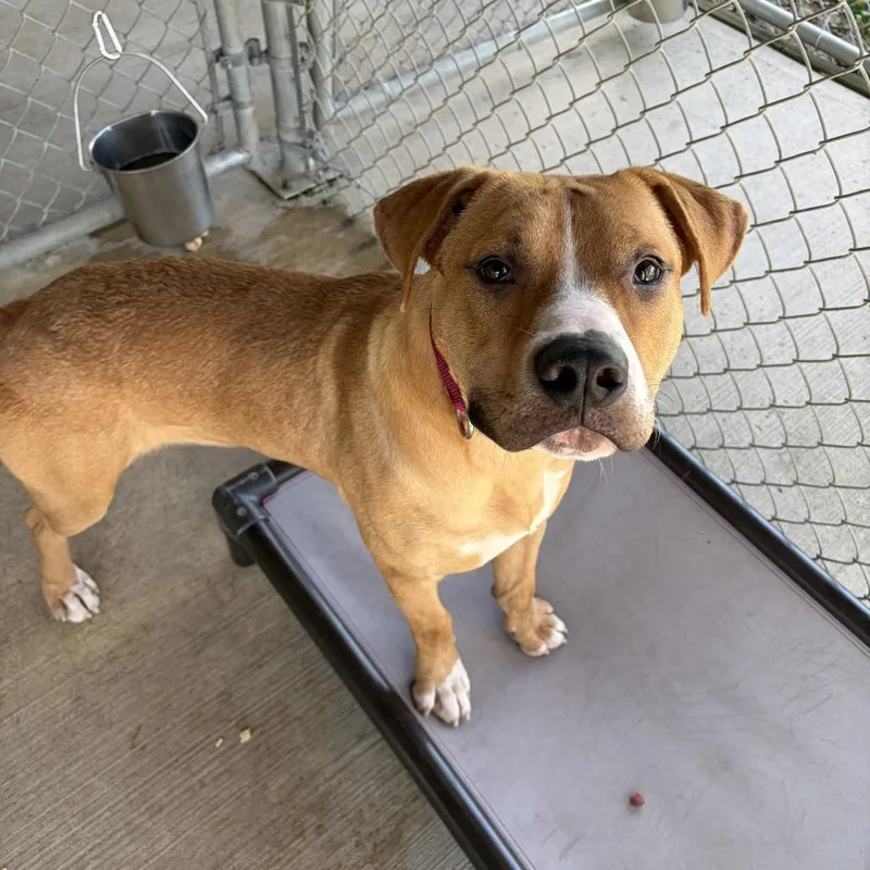 A young medium-sized male Brown / Chocolate Pit Bull Terrier dog named Gordan Ramsey for adoption in Delaware, OH