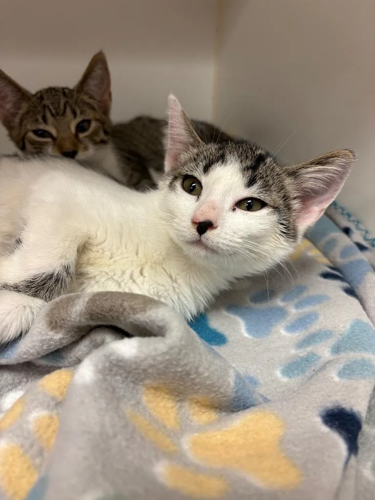 A baby medium-sized female Domestic Short Hair cat named Sophie for adoption in Johnson City, TN