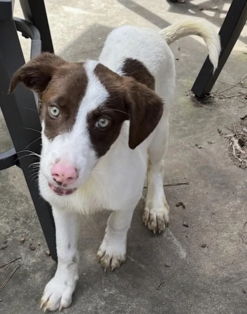 A baby medium-sized female White / Cream English Springer Spaniel dog named Porky for adoption in Watertown, CT