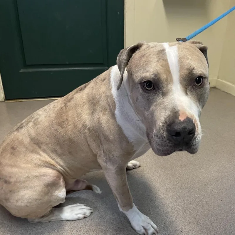 An adult large-sized male Yellow / Tan / Blond / Fawn Pit Bull Terrier dog named Dobby for adoption in Pasadena, CA