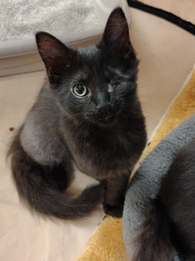 A baby medium-sized male Black Bombay cat named Winkin for adoption in Montour Falls, NY