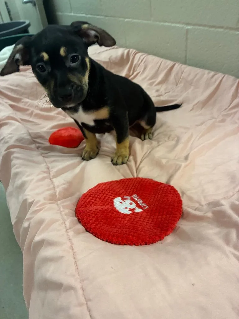 A baby small-sized female Pit Bull Terrier dog named Sage for adoption in Seguin, TX