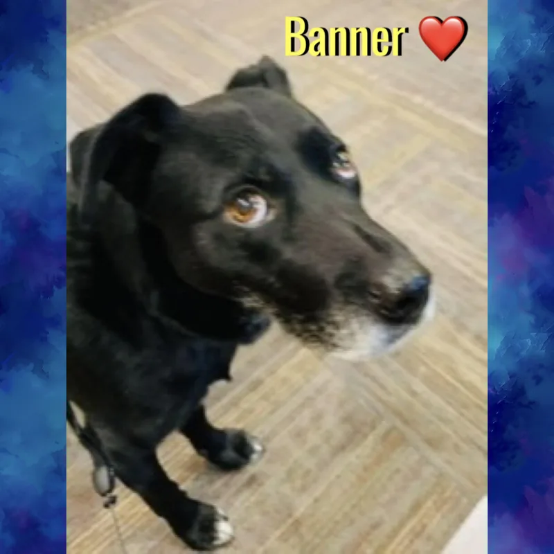 An adult medium-sized male Black Labrador Retriever dog named Banner for adoption in Red Lodge, MT