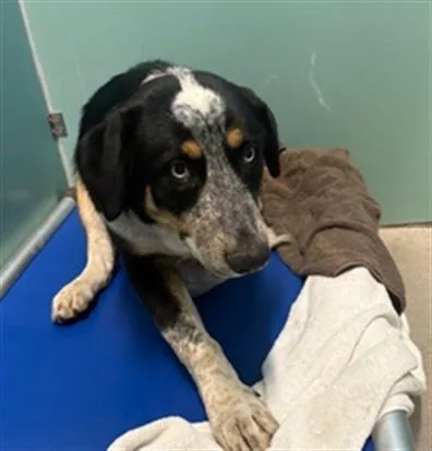 A young medium-sized male Australian Cattle Dog / Blue Heeler dog named Oreo for adoption in Camarillo, CA