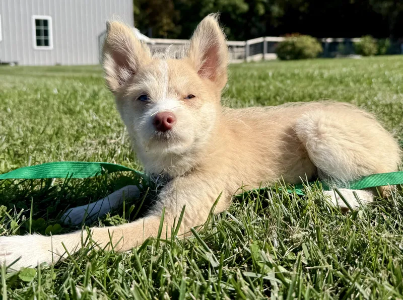 A baby small-sized female Pomsky dog named Gidgit for adoption in Waukesha , WI