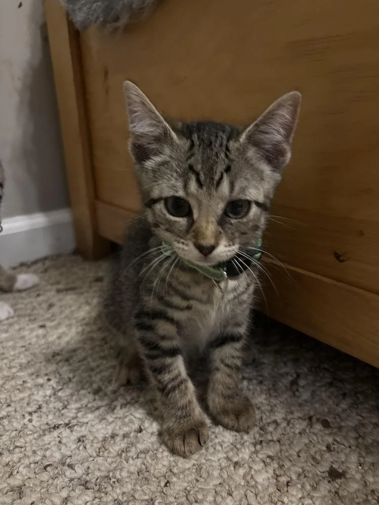 A baby medium-sized male Gray / Blue / Silver Domestic Short Hair cat named Flint for adoption in Salisbury, NC