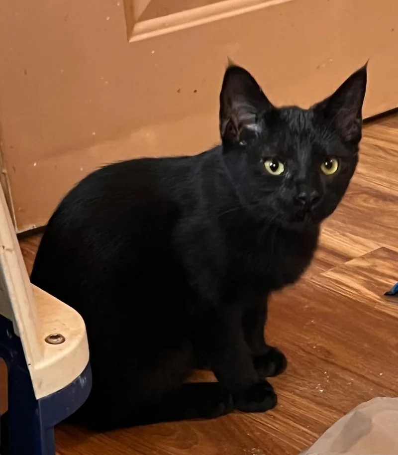 A baby small-sized male Domestic Short Hair cat named Staircase for adoption in Gorham, ME