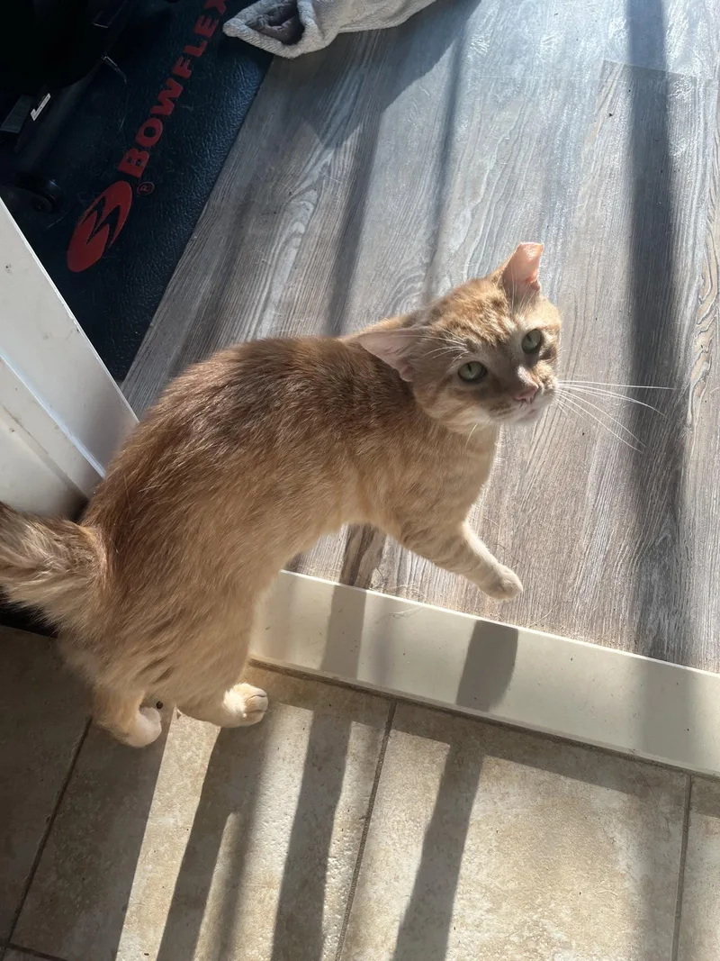An adult medium-sized male Orange / Red Domestic Short Hair cat named Courtesy List: Gouda for adoption in Broomall, PA