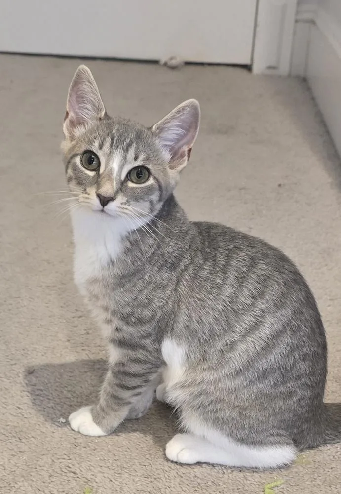 A baby small-sized female Gray & White Domestic Short Hair cat named Chicky for adoption in Pittstown, NJ