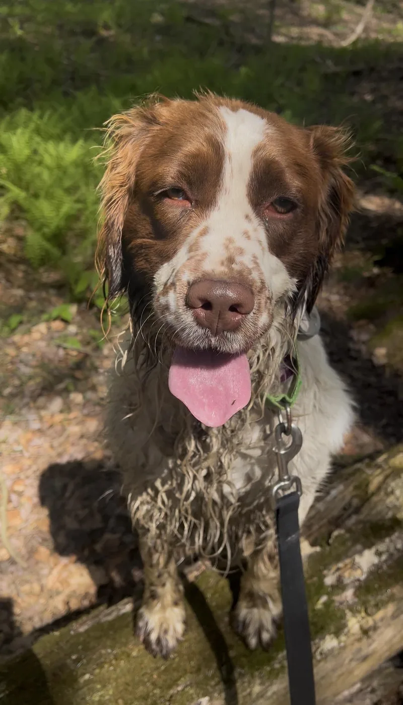 A young medium-sized male Red / Chestnut / Orange English Springer Spaniel dog named Morel for adoption in Millerstown, PA