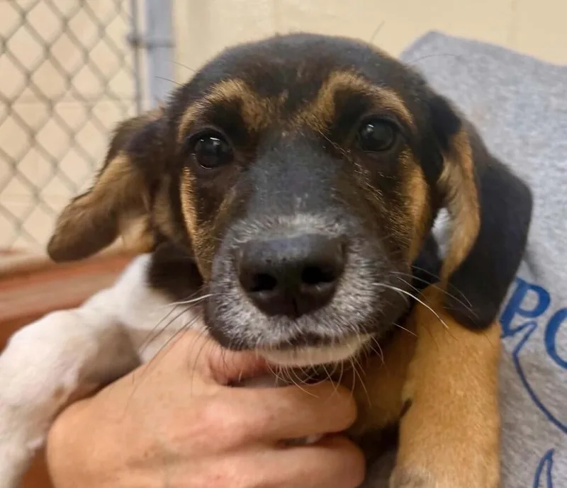 A baby medium-sized female Brown / Chocolate Shepherd dog named Pup Firecracker for adoption in Washington, DC