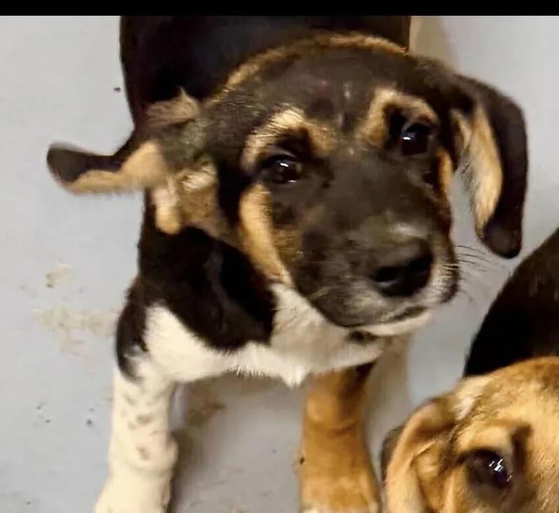 Pup Firecracker thumbnail 2