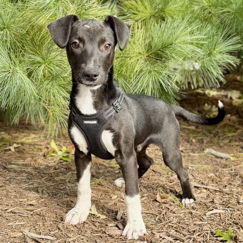 A baby small-sized male Mixed Breed dog named Coal for adoption in East Hampton, NY