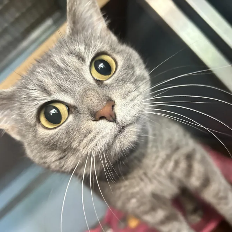 Graycee