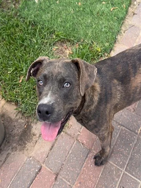 A young medium-sized male Labrador Retriever dog named Bark Twain for adoption in Sugar Land, TX