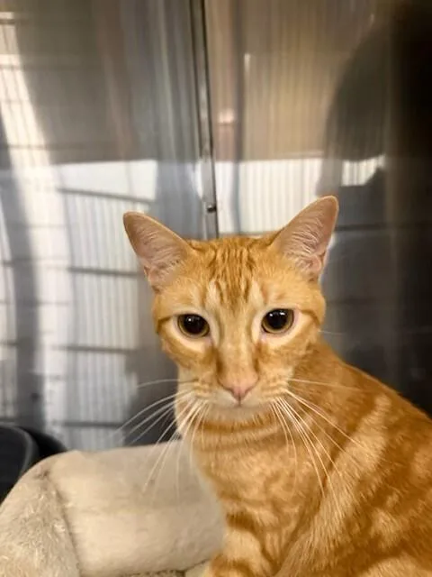 A young small-sized male Orange & White Domestic Short Hair cat named Rory for adoption in Covington, LA