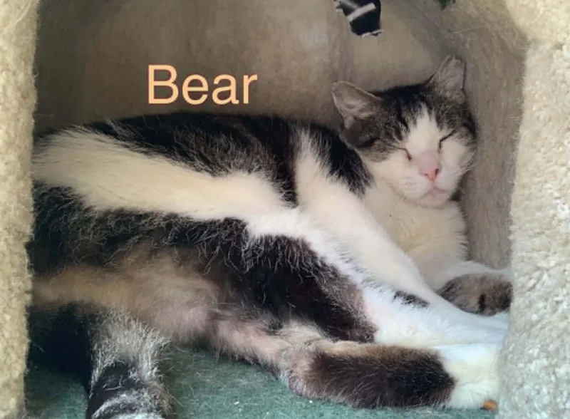 Bear