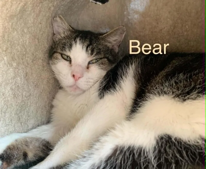 Bear thumbnail 2