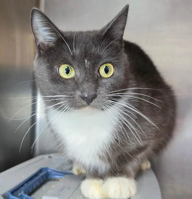An adult medium-sized female Domestic Short Hair cat named Sweetie for adoption in Roanoke, VA